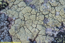 lichen